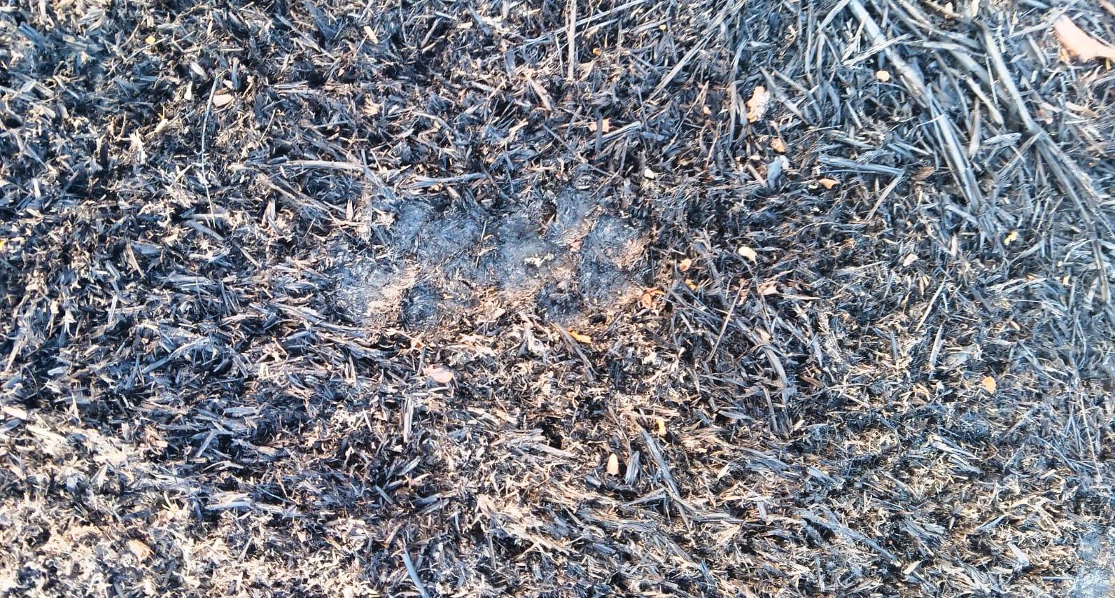 Leopard movement in Velpugonda